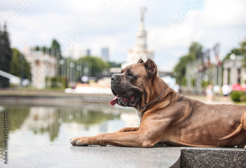 italian cane corso street portraits