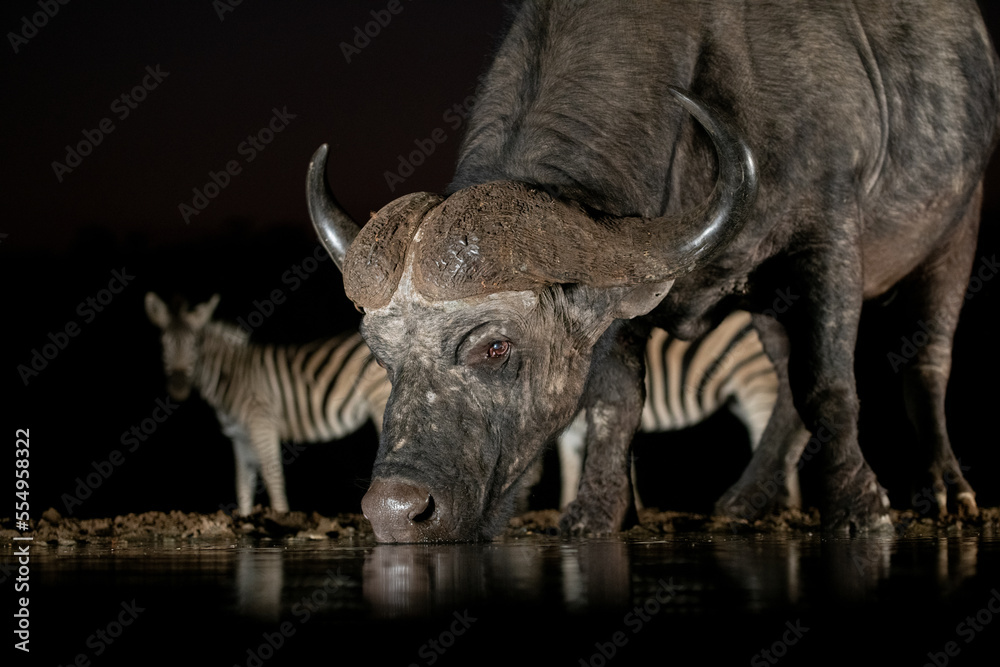 Obraz premium African buffalo at a waterhole at night