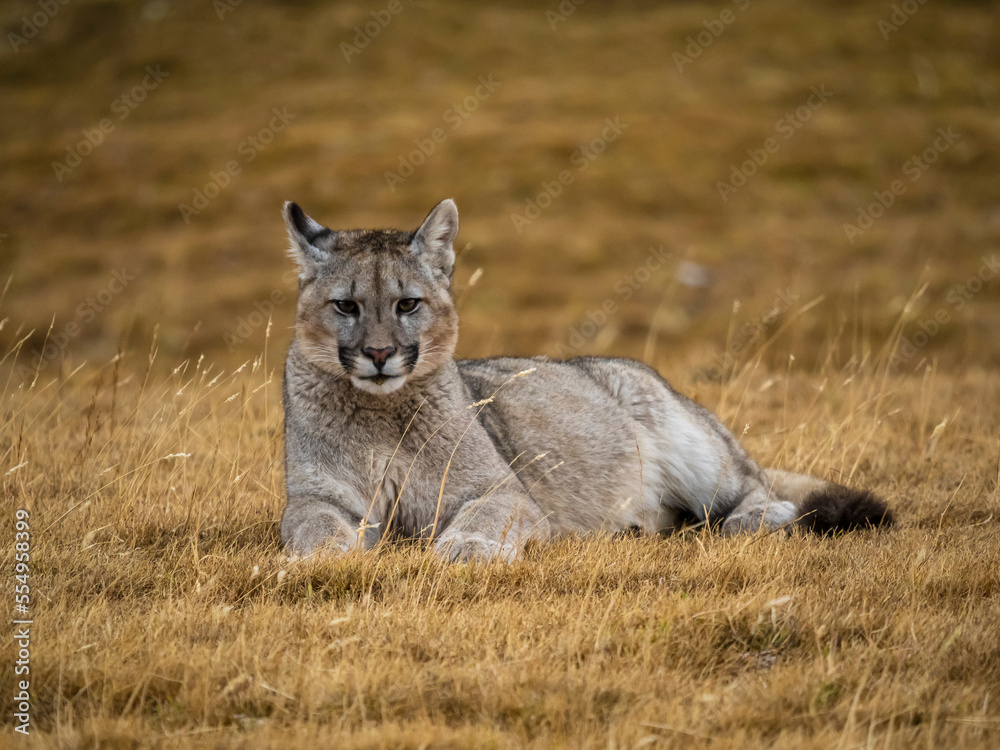 Relaxing Puma (Puma concolor) lying on the grass in Torres del Paine National Park; Patagonia, Chile Relaxing Puma (Puma concolor) lying on the grass in Torres del Paine National Park; Patagonia, Chile