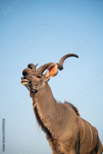 Kudu at a water hole with blue sky