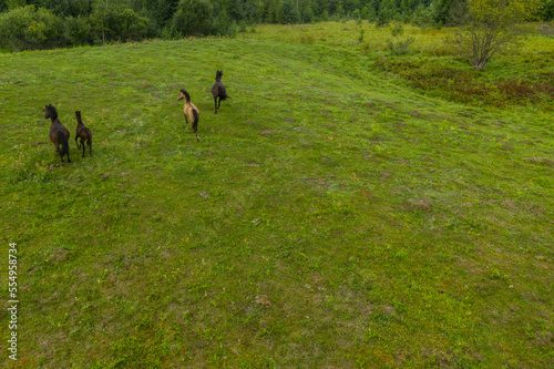 Drone point of view of running grazing in meadow