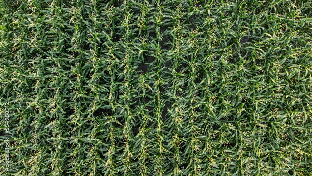 Overhead shot of a cornfield Overhead shot of a cornfield