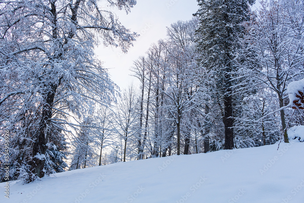 Forest trail among frosted beech trees in the winter morning. Forest trail among frosted beech trees in the winter morning.