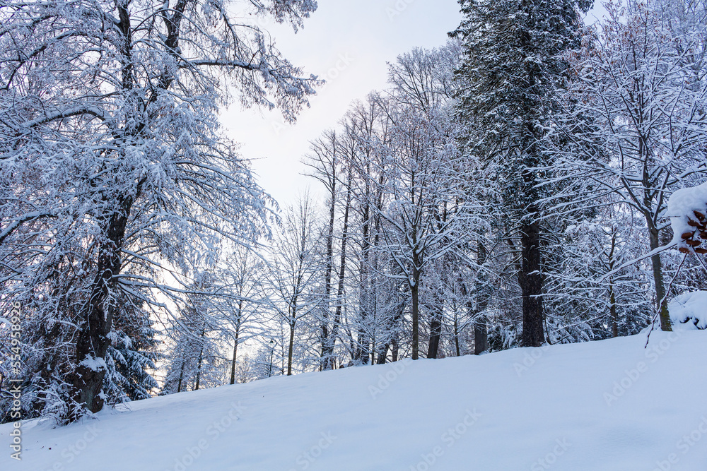 Forest trail among frosted beech trees in the winter morning.