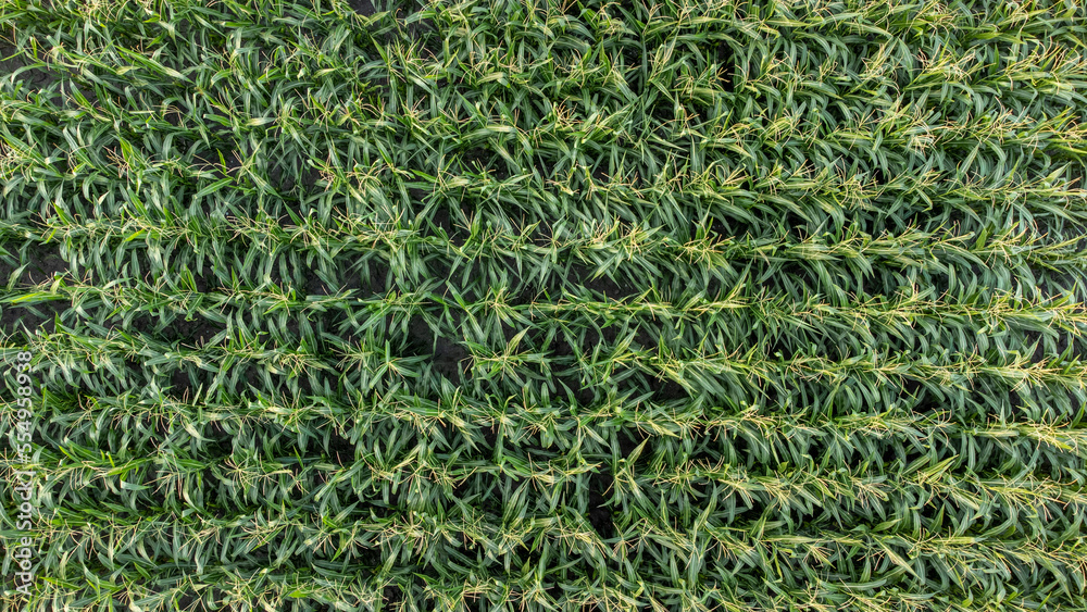 Overhead shot of a cornfield Overhead shot of a cornfield