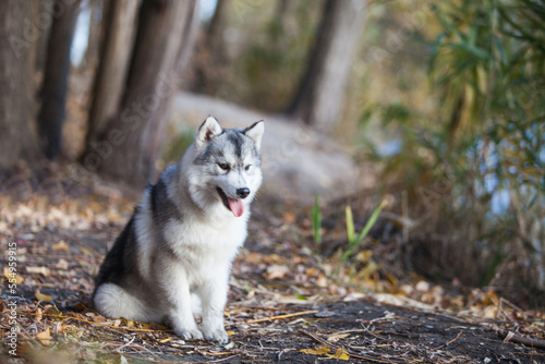 Siberian Husky puppy in the forest © Ilona Didkovska