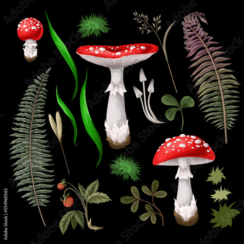 Fly agaric, fungus, mushroom, plants, berries isolated.Vector.