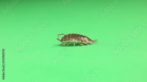 Woodlouse, pill bug on a green background. Wood louse isolated. It's also called a woodlice, wood lice and slater. close up of insect, bug. insects, animals, animal, bugs. wildlife, wild nature, woods photo