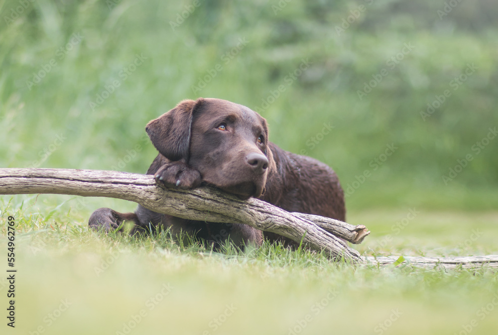 brown labrador retriever on a stick in the grass