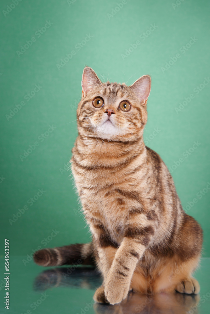 british cat on green background. cat portrait in photo studio