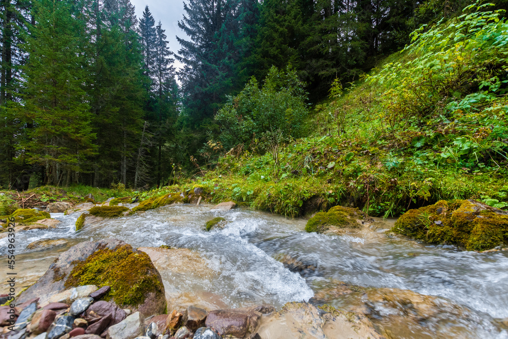 alpin river in the forest (austria)