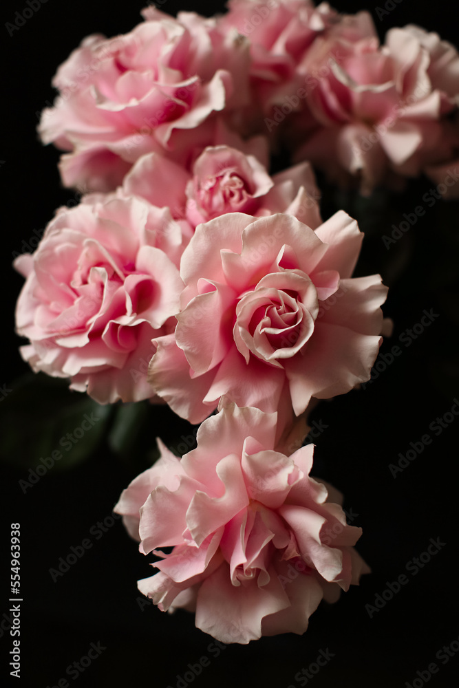 Naklejka premium Pink roses on a dark background, French variety