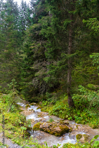 stream in the forest