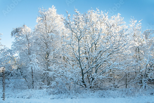 Beautiful trees with frost and snow on a sunny winter day in Scandinavia  North Jutland in Denmark