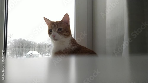 red and white cat is sitting near the window