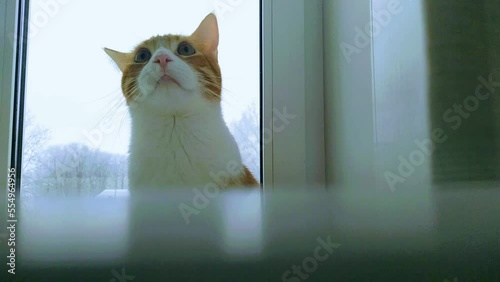 red and white cat is sitting near the window