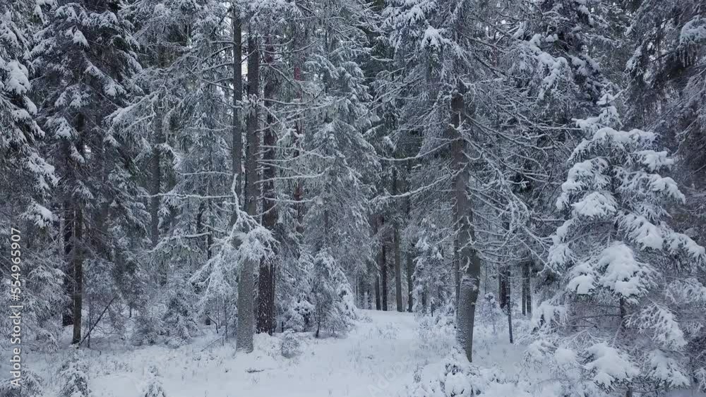 Drone flight in boreal spruce forest in winter. European nature. Early and cold winter morning with a snowy forest. Spruce trees covered with white fluffy snow. 4k ProRes footage. Drone flight in boreal spruce forest in winter. European nature. Early and cold winter morning with a snowy forest. Spruce trees covered with white fluffy snow. 4k ProRes footage.