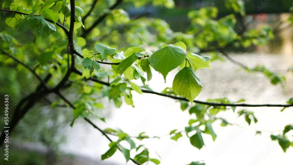 Spring landscape - young, bright green leaves on the branches of trees. Spring tree on the background of the river, sunny day in early spring. Spring landscape - young, bright green leaves on the branches of trees. Spring tree on the background of the river, sunny day in early spring.