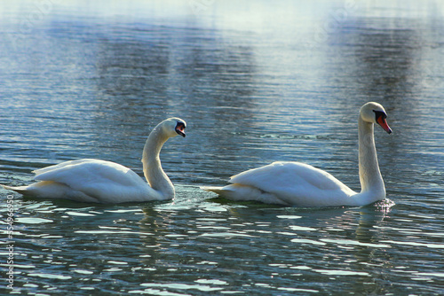 Fototapeta Naklejka Na Ścianę i Meble -  two swans on the lake