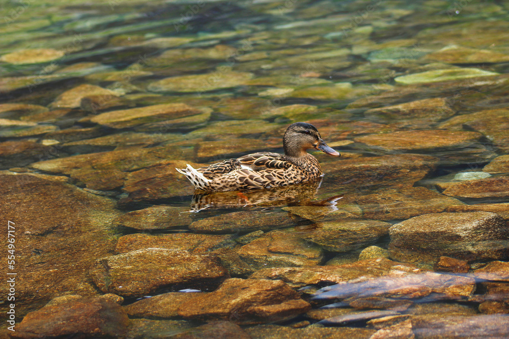 great crested DUCK great crested DUCK