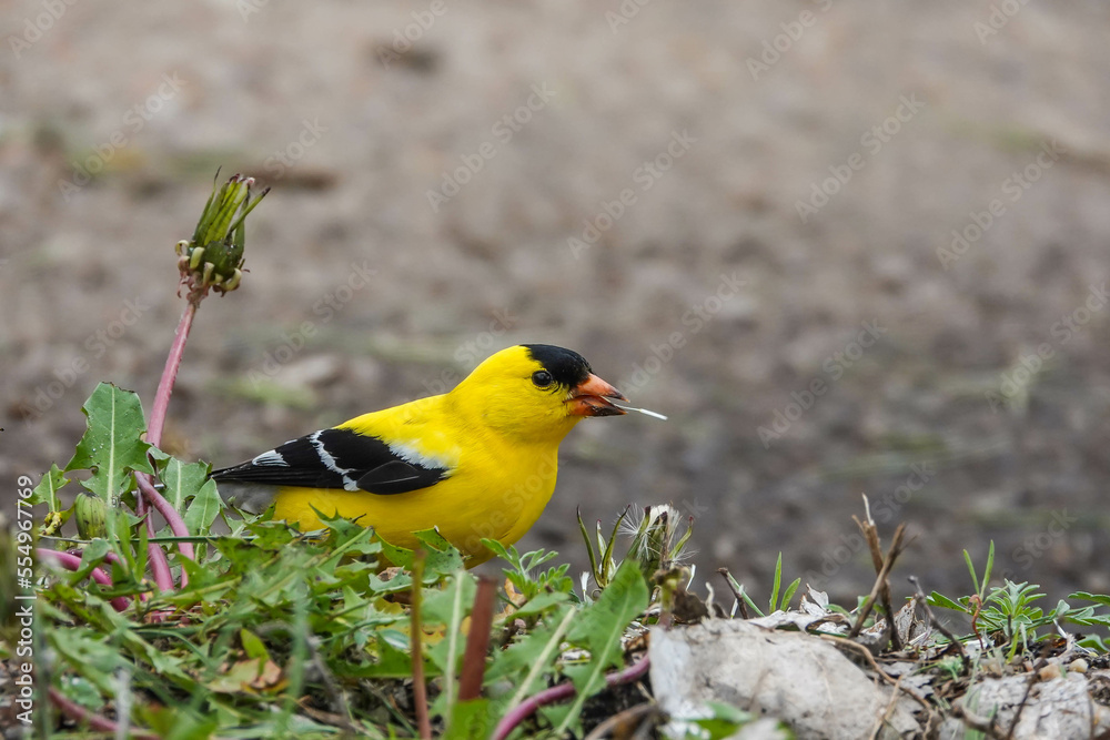 goldfinch eating dandelion goldfinch eating dandelion