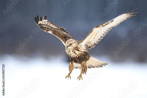 Tableau sur toile landing Rough-legged Buzzard Buteo lagopus in the fields in winter snow, buzzard