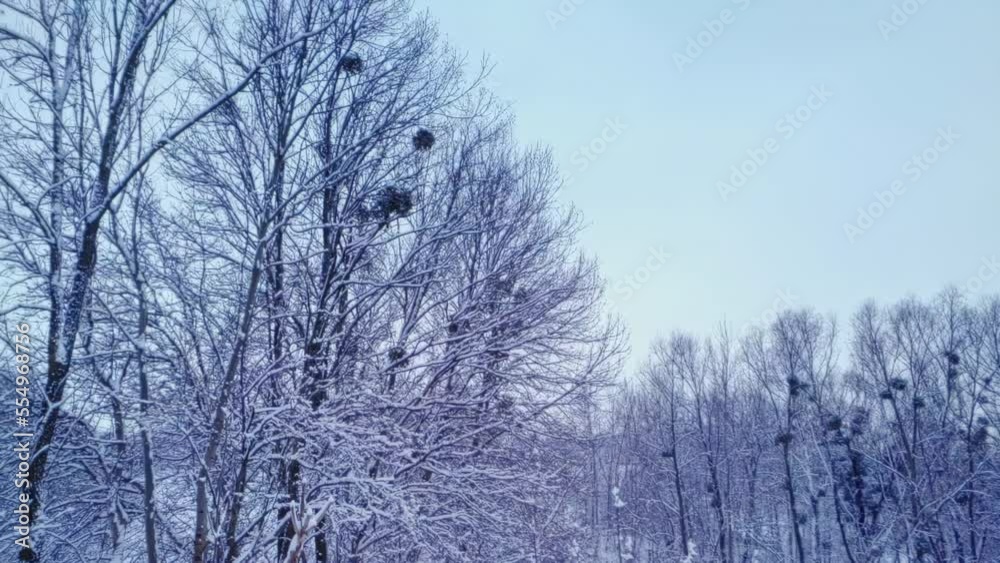 Branches covered with snow on trees after snowfall. Falling snowflakes in winter weather Branches covered with snow on trees after snowfall. Falling snowflakes in winter weather