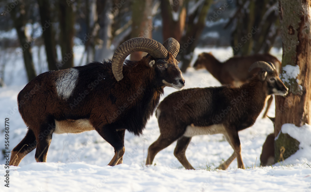 Two male European mouflon among trees on snowy background, winter day, no people.