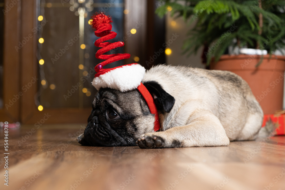 A cute pug lies near a Christmas tree in a pot, wearing a festive hat spring and dreaming.