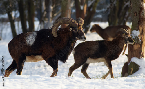 Two male European mouflon among trees on snowy background  winter day  no people.