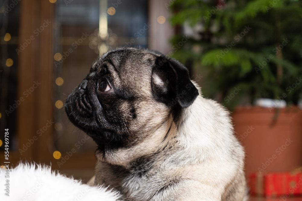 Portrait of a small pug looking sideways. Christmas, New Year and Dog, Dogs, Pets