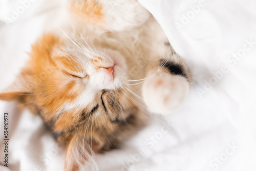 portrait of a cat sleeping in a bed with white linens. Symbol of the year. animals at home, space for text. High quality photo © КРИСТИНА Игумнова