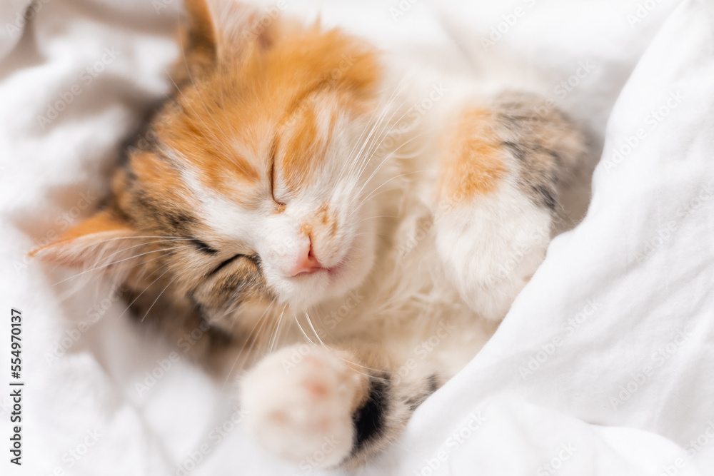 portrait of a cat sleeping in a bed with white linens. Symbol of the year. animals at home, space for text. High quality photo