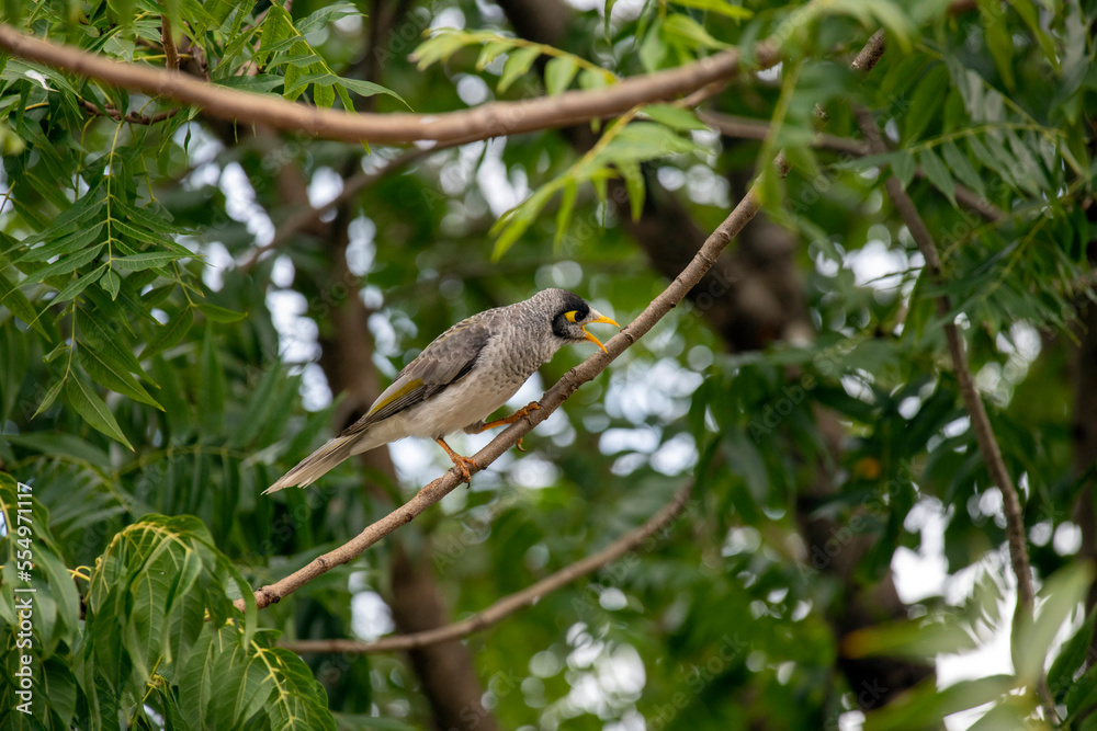 Australian Noisy Miner (Manorina melanocephala) Australian Noisy Miner (Manorina melanocephala)