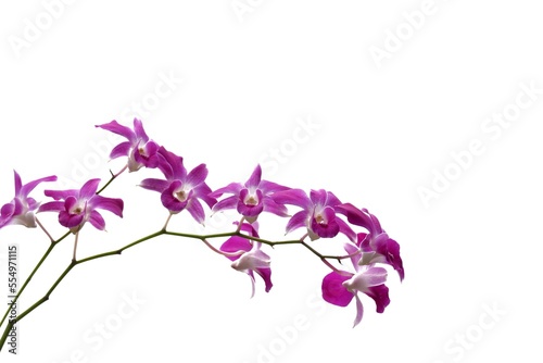 A twig of Thai purple orchid flower blossom on white isolated background with copy space 