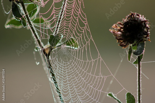 Spider webs with water droplets