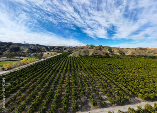 A California Citrus Orange Grove from a UAV Drone