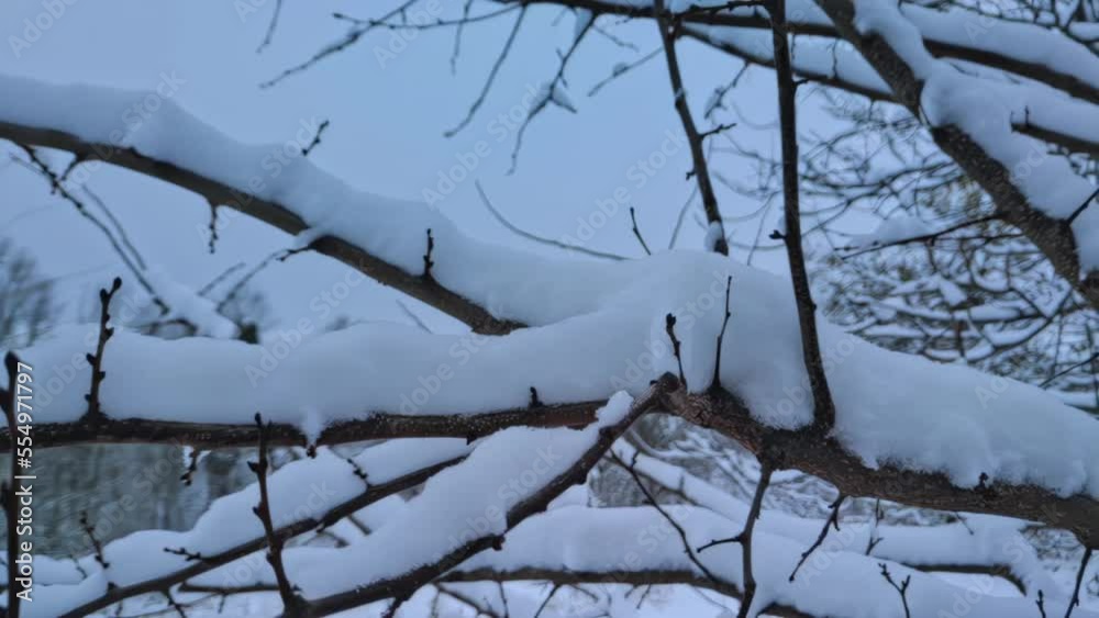 Branches covered with snow on trees after snowfall. Falling snowflakes in winter weather. Speed ramp