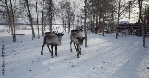 Visiting the reindeer in Lapland, Sweden photo