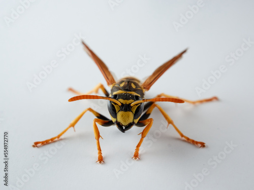 European paper wasp. Polistes dominula. © Macronatura.es