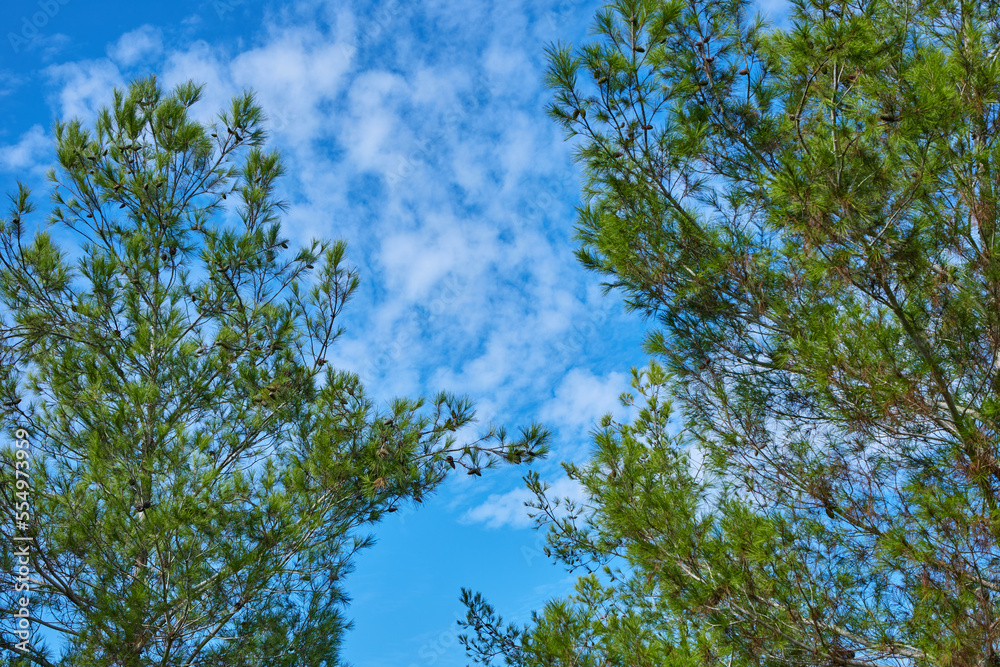 Obraz premium clear blue sky with a beautiful cloud