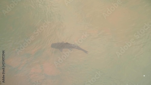 catfish swimming in the river in clear water photo