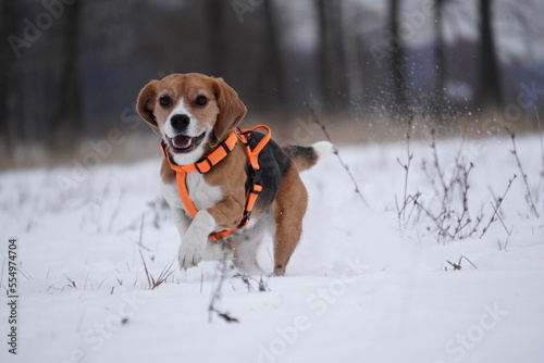 Fototapeta Naklejka Na Ścianę i Meble -  beagle dog running in the snow