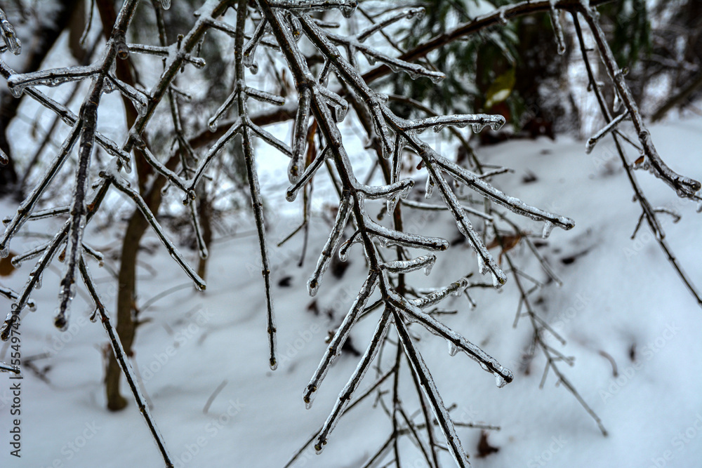 Winter landscape with icy trees. Winter landscape with icy trees.