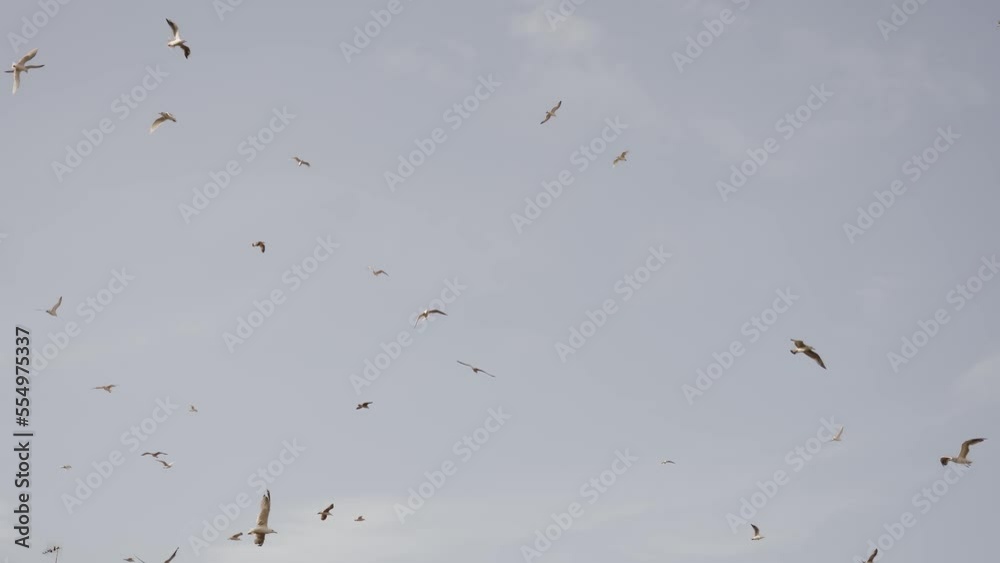 White seagulls flock in the cloudless sky White seagulls flock in the cloudless sky
