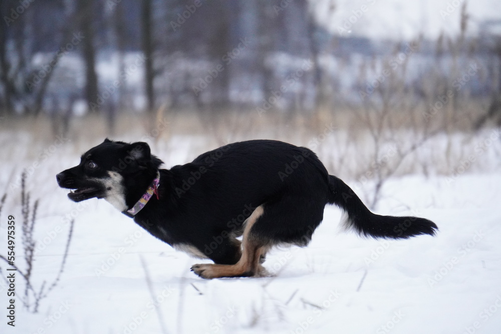 half - breed dog running in snow