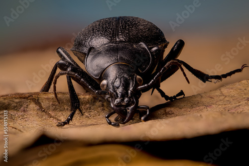 Black beetle Carabus coriaceus front view  photo