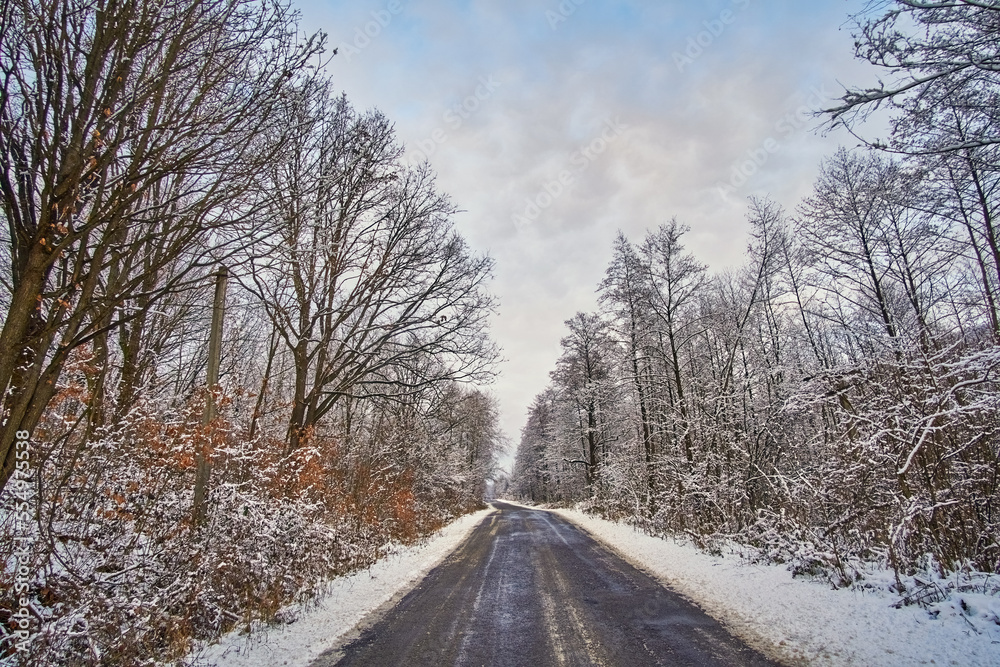 Asphalt road in winter, among bare trees and thick bushes. There is white snow on the side Asphalt road in winter, among bare trees and thick bushes. There is white snow on the side