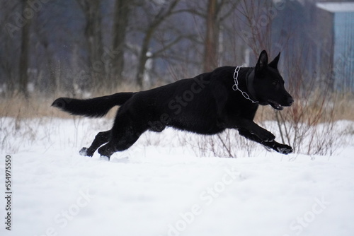 german shepherd black dog in snow