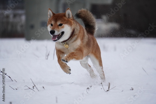 Shiba Inu dog running in the snow